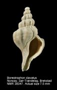 Boreotrophon clavatus (7)